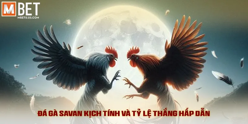 Đá Gà Savan - Kịch Tính Đỉnh Cao Và Tỷ Lệ Ăn Hấp Dẫn 1 Đá Gà Savan - Kịch Tính Đỉnh Cao Và Tỷ Lệ Ăn Hấp Dẫn