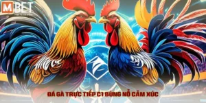 Đá Gà Trực Tiếp C1 – Kịch Tính Đỉnh Cao, Tỷ Lệ Kèo Hấp Dẫn