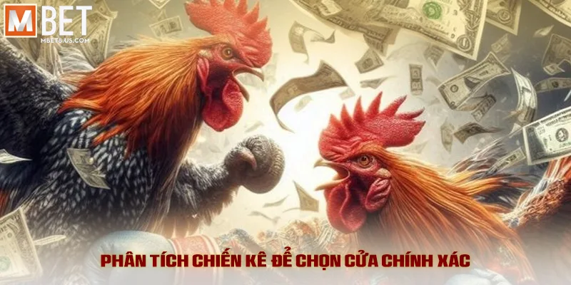 Đá Gà Savan - Kịch Tính Đỉnh Cao Và Tỷ Lệ Ăn Hấp Dẫn 4 Phân tích chiến kê để chọn cửa chính xác